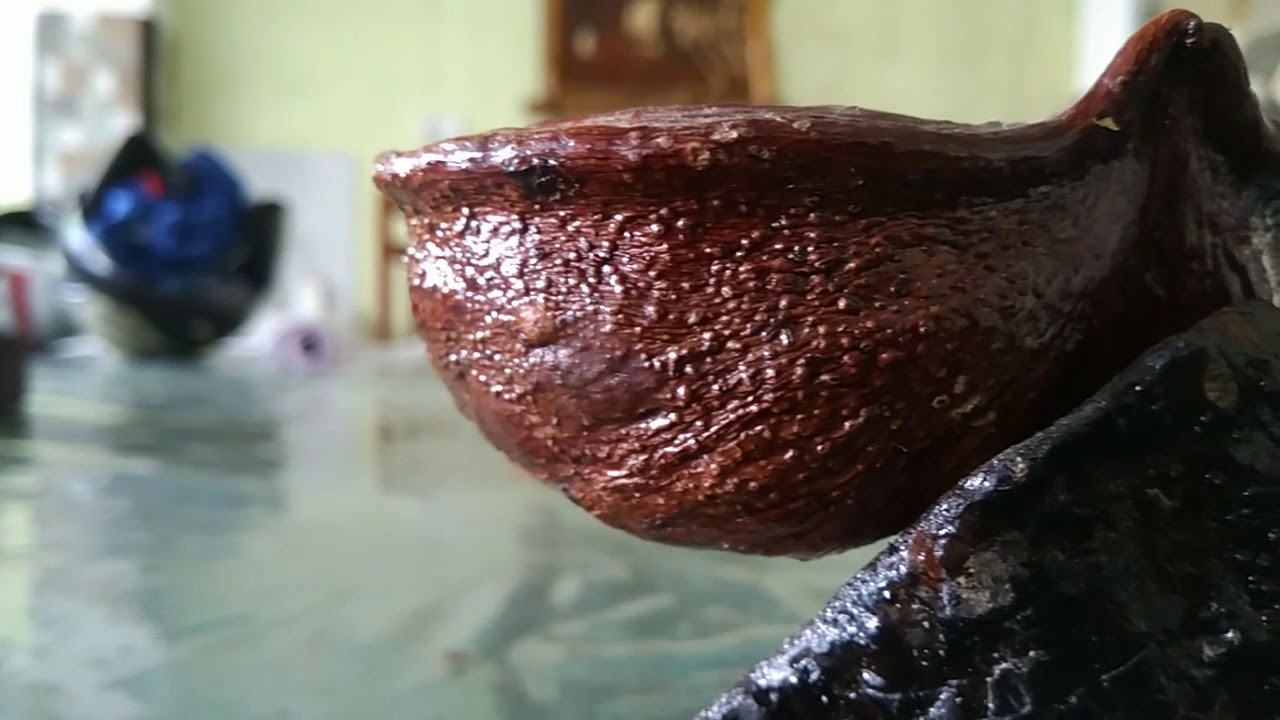 Amazing Sri lankan's Handicraft Product